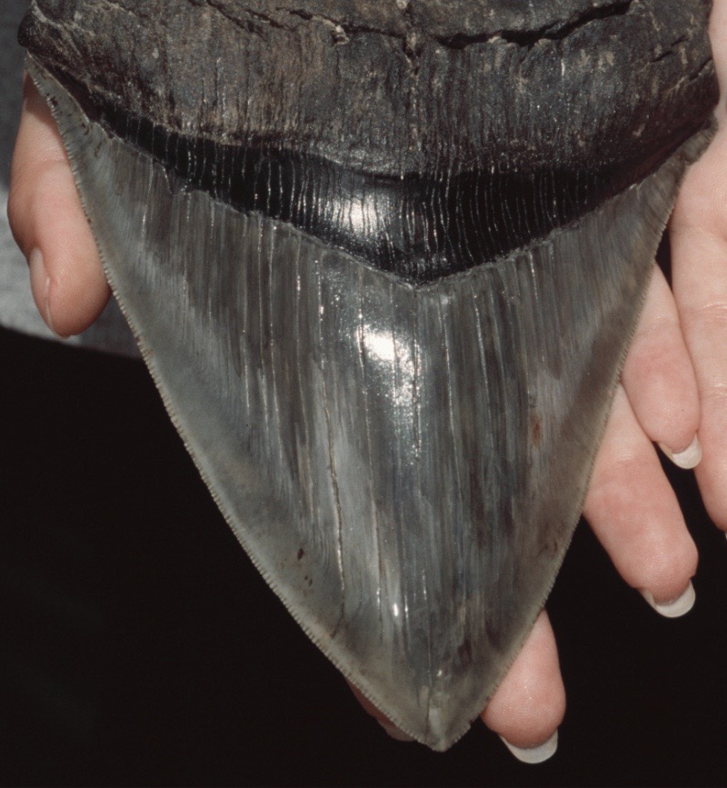 MegalodonTooth