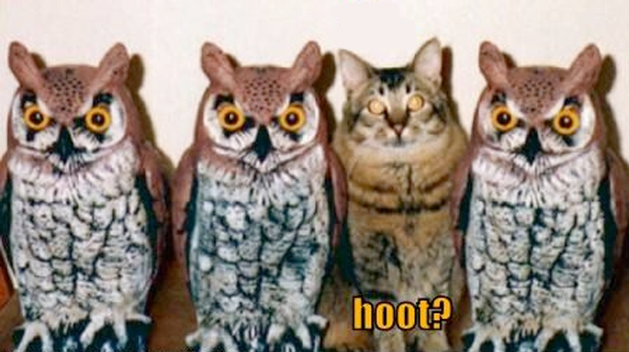 Owls