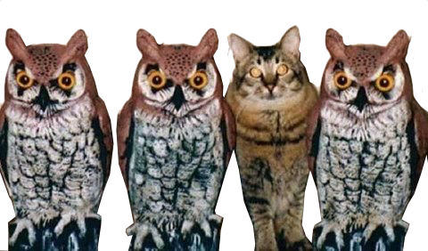 Owls