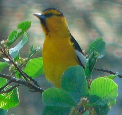 YellowBird